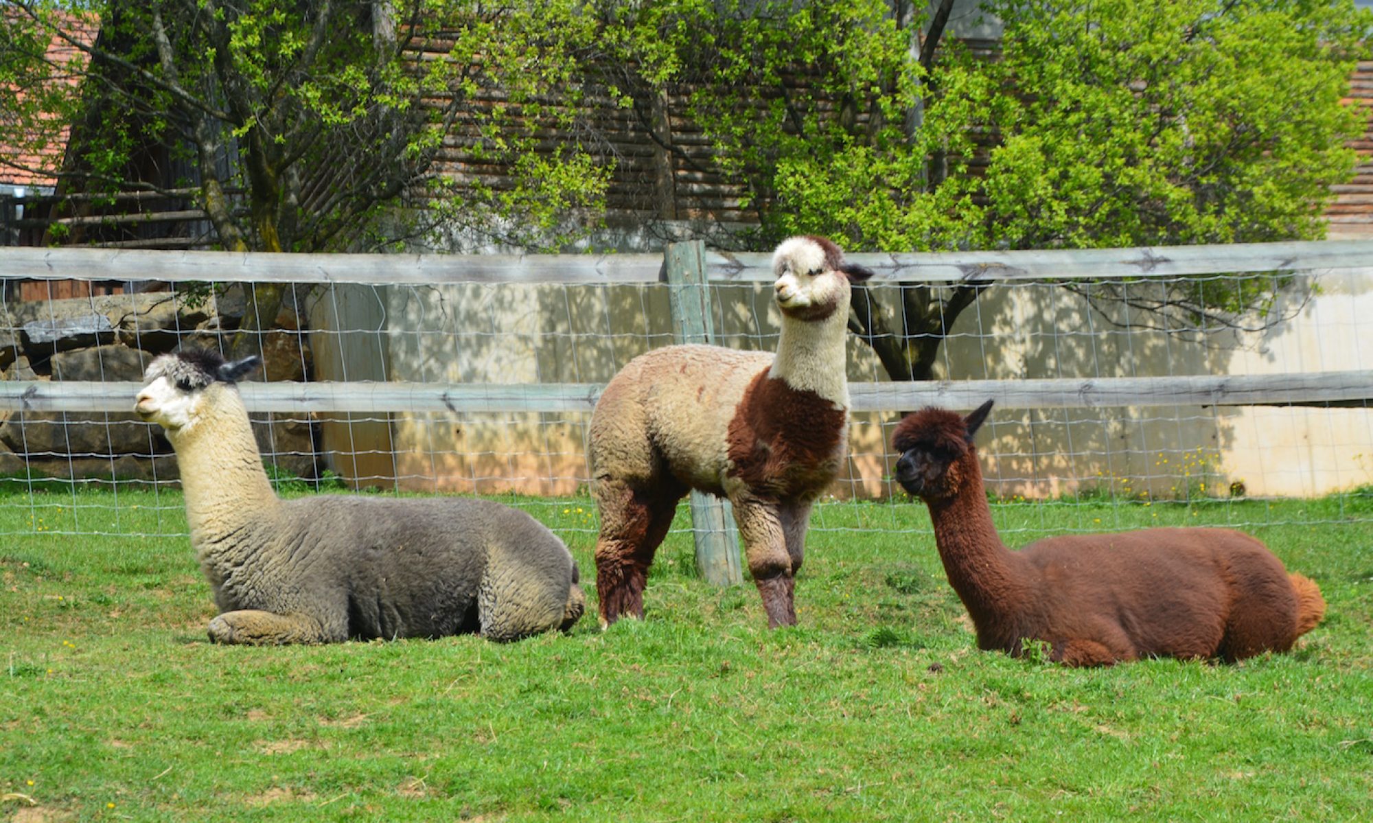 Weizer Bergland Alpakas